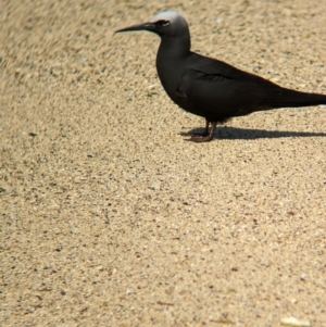 Anous minutus at Lord Howe Island - 16 Oct 2023 02:12 PM