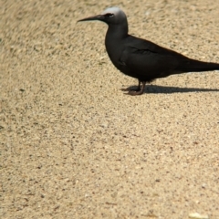 Anous minutus (Black Noddy) at Lord Howe Island, NSW - 16 Oct 2023 by Darcy