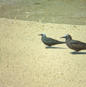 Anous minutus at Lord Howe Island - 16 Oct 2023 02:12 PM