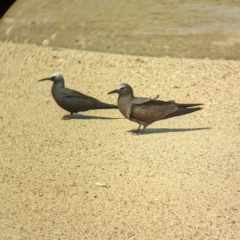 Anous stolidus (Common Noddy) at Lord Howe Island - 16 Oct 2023 by Darcy