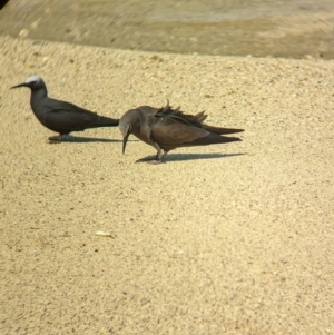 Anous stolidus at Lord Howe Island - suppressed