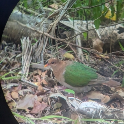 Chalcophaps longirostris (Pacific Emerald Dove) at Lord Howe Island, NSW - 16 Oct 2023 by Darcy
