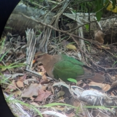 Chalcophaps longirostris at Lord Howe Island - 16 Oct 2023