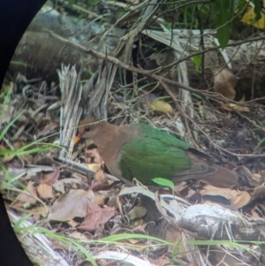 Chalcophaps longirostris at Lord Howe Island - 16 Oct 2023