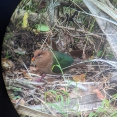 Chalcophaps longirostris at Lord Howe Island - 16 Oct 2023 03:44 PM