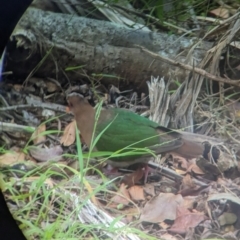 Chalcophaps longirostris at Lord Howe Island - 16 Oct 2023