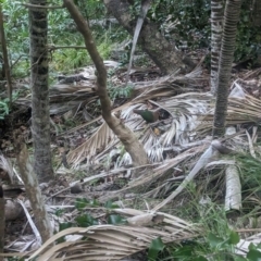 Chalcophaps longirostris at Lord Howe Island - 16 Oct 2023