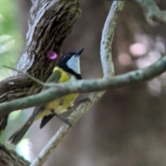 Pachycephala pectoralis contempta (Lord Howe Golden Whistler) at Lord Howe Island, NSW - 17 Oct 2023 by Darcy