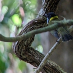 Pachycephala pectoralis contempta at Lord Howe Island - 17 Oct 2023