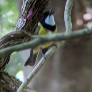 Pachycephala pectoralis contempta at Lord Howe Island - 17 Oct 2023