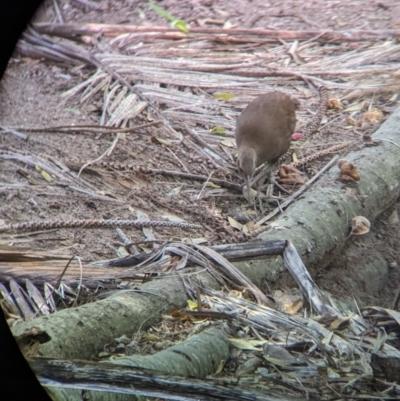 Hypotaenidia sylvestris (Lord Howe Woodhen) at Lord Howe Island Permanent Park - 17 Oct 2023 by Darcy