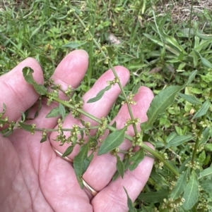 Rumex conglomeratus at Kangaroo Valley, NSW - suppressed