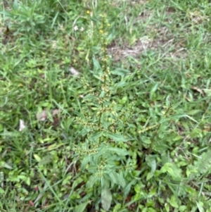 Rumex conglomeratus at Kangaroo Valley, NSW - suppressed