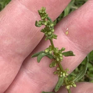 Rumex conglomeratus at Kangaroo Valley, NSW - suppressed