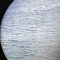 Phaethon rubricauda (Red-tailed Tropicbird) at Lord Howe Island, NSW - 17 Oct 2023 by Darcy