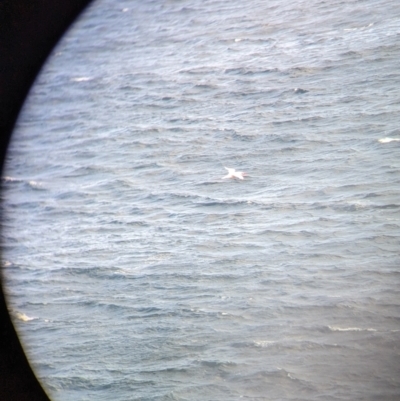 Phaethon rubricauda (Red-tailed Tropicbird) at Lord Howe Island Permanent Park - 17 Oct 2023 by Darcy