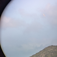 Phaethon rubricauda at Lord Howe Island Permanent Park - 17 Oct 2023