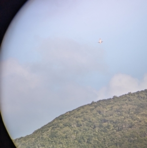 Phaethon rubricauda at Lord Howe Island Permanent Park - 17 Oct 2023 02:50 PM