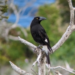 Strepera graculina crissalis (Lord Howe Pied Currawong) at Lord Howe Island, NSW - 17 Oct 2023 by Darcy