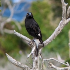 Strepera graculina crissalis at Lord Howe Island Permanent Park - 17 Oct 2023 02:50 PM