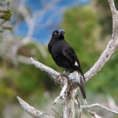 Strepera graculina crissalis at Lord Howe Island Permanent Park - 17 Oct 2023 02:50 PM