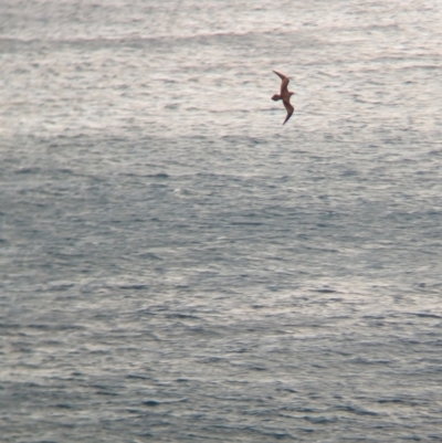 Ardenna pacifica (Wedge-tailed Shearwater) at Lord Howe Island, NSW - 17 Oct 2023 by Darcy