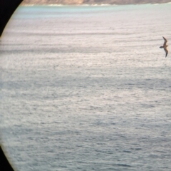 Ardenna pacifica at Lord Howe Island - 17 Oct 2023 02:53 PM