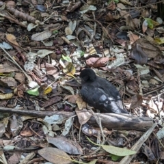 Ardenna carneipes (Flesh-footed Shearwater) at Lord Howe Island, NSW - 17 Oct 2023 by Darcy