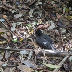 Ardenna carneipes at Lord Howe Island Permanent Park - 17 Oct 2023 03:07 PM