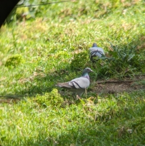 Columba livia at Lord Howe Island - 17 Oct 2023