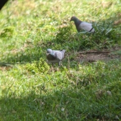 Columba livia at Lord Howe Island - 17 Oct 2023