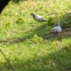 Columba livia at Lord Howe Island - 17 Oct 2023 03:49 PM