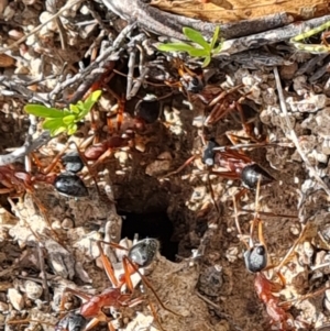 Myrmecia nigriceps at Isaacs Ridge and Nearby - 22 Nov 2023 09:41 AM