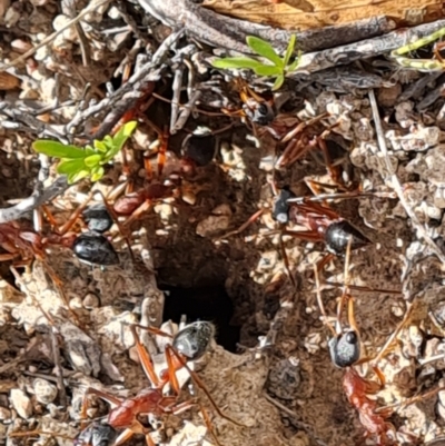 Myrmecia nigriceps (Black-headed bull ant) at Jerrabomberra, ACT - 21 Nov 2023 by Mike