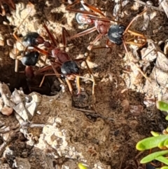 Myrmecia nigriceps at Isaacs Ridge and Nearby - 22 Nov 2023 09:41 AM