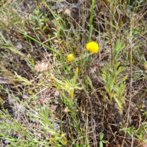 Leptorhynchos squamatus subsp. squamatus at Isaacs Ridge - 22 Nov 2023