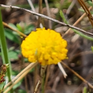 Leptorhynchos squamatus subsp. squamatus at Isaacs Ridge - 22 Nov 2023