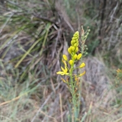 Bulbine glauca (Rock Lily) at Tuggeranong, ACT - 21 Nov 2023 by stofbrew