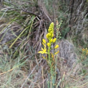 Bulbine glauca at Bullen Range - 21 Nov 2023