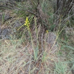 Bulbine glauca at Bullen Range - 21 Nov 2023