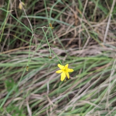 Tricoryne elatior (Yellow Rush Lily) at Tuggeranong, ACT - 21 Nov 2023 by stofbrew