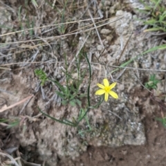 Tricoryne elatior at Bullen Range - 21 Nov 2023 03:27 PM