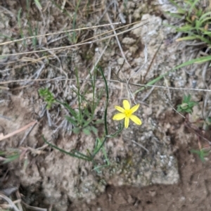 Tricoryne elatior at Bullen Range - 21 Nov 2023 03:27 PM