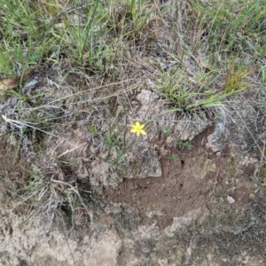 Tricoryne elatior at Bullen Range - 21 Nov 2023 03:27 PM