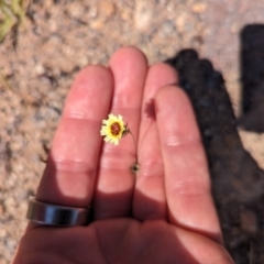 Tolpis barbata (Yellow Hawkweed) at Wanniassa Hill - 21 Nov 2023 by stofbrew