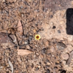 Tolpis barbata at Wanniassa Hill - 22 Nov 2023