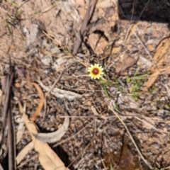 Tolpis barbata at Wanniassa Hill - 22 Nov 2023