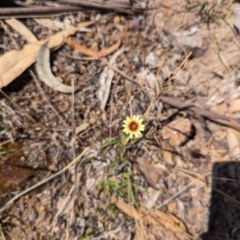 Tolpis barbata at Wanniassa Hill - 22 Nov 2023