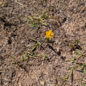 Hypericum gramineum at Wanniassa Hill - 22 Nov 2023