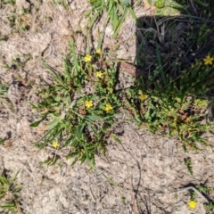 Hypericum gramineum at Wanniassa Hill - 22 Nov 2023